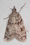 Scoparia