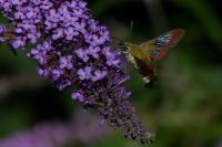 Hemaris fuciformis