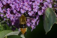 Hemaris tityus