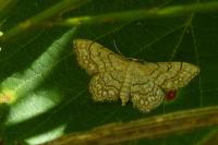 Idaea moniliata