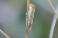 Agriphila straminella