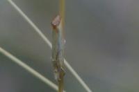 Agriphila straminella