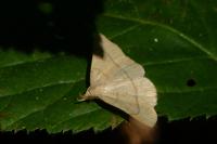Paracolax tristalis