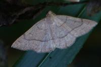 Paracolax tristalis