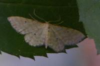 Idaea fuscovenosa