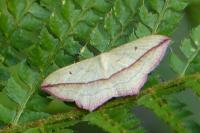 Timandra comae
