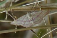 Rhodostrophia vibicaria