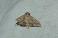 Helicoverpa armigera