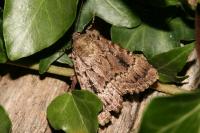 Amphipyra pyramidea