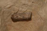Hoplodrina ambigua