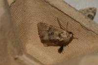 Mesapamea secalella/secalis