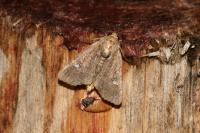 Mesapamea secalella/secalis