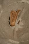 Mythimna pallens