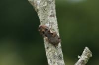 Xestia c-nigrum
