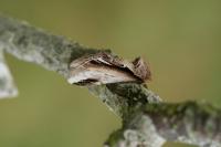 Pheosia gnoma