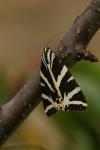 Euplagia quadripunctaria