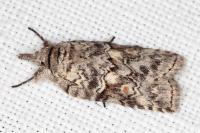 Nycteola columbana