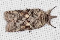 Nycteola columbana