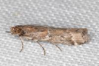 Delplanqueia dilutella