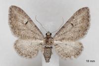 Eupithecia pauxillaria