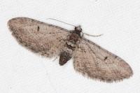 Eupithecia pauxillaria