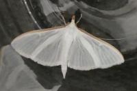 Palpita vitrealis