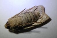 Conistra daubei