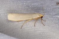 Eilema caniola