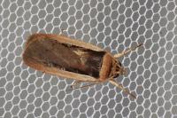 Ochropleura leucogaster