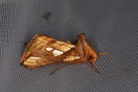 Plusia festucae