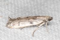 Phycitodes binaevella