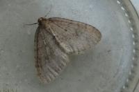 Operophtera
