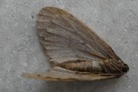 Operophtera