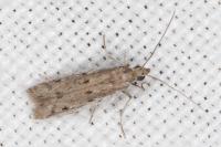 Phycitodes inquinatella