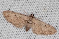 Eupithecia pauxillaria