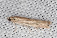 Phycitodes inquinatella