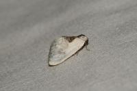 Cilix glaucata