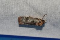 Epilecta linogrisea