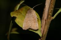 Hoplodrina ambigua
