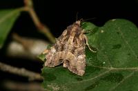 Mesapamea secalella/secalis