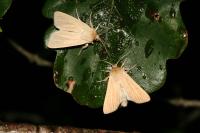 Mythimna pallens