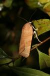 Noctua fimbriata