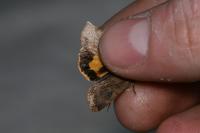 Noctua janthe