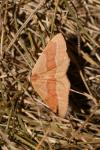 Hylaea fasciaria