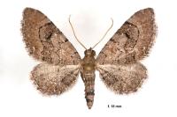 Eupithecia alliaria