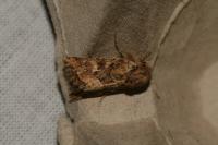 Luperina dumerilii