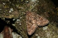 Thalpophila matura