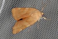 Noctua fimbriata