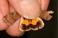 Noctua janthe