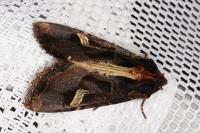Trigonophora flammea